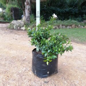 10lt-Jasminum-Multipartitum-0.3m.jpg Jasminum Multipartitum 10lt