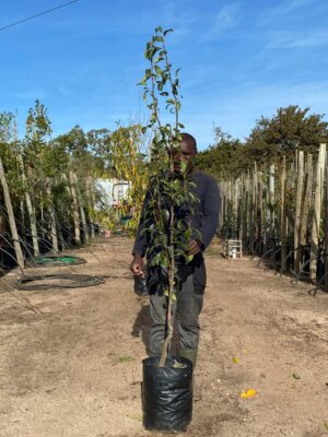 20-l-Pear.jpg Pear Tree (Pyrus communis) 20lt