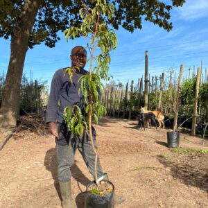 20-l-nectarine.jpg Nectarine Tree 20lt