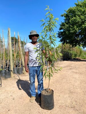 Dessert Peach Tree 20lt