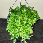 Senecio Radicans (String of Bananas) 20cm hanging basket