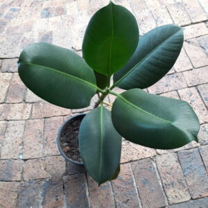 Ficus Elastica Robusta 19cm Pot Ficus Elastica Robusta 19cm Pot