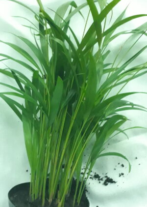 Areca Palm 15cm Pot (Bamboo Palm)