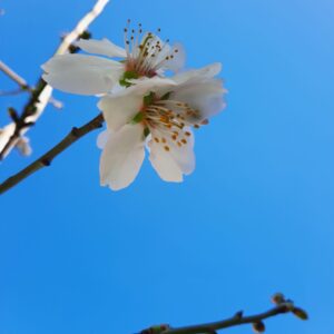 Almond Tree (Prunus Dulcis) 20lt Almond Tree (Prunus Dulcis) 20lt
