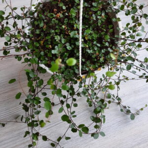 20200808_105821-scaled-1.jpg Muehlenbeckia Axillaris (Creeping Wire Vine) 20cm Hanging Basket