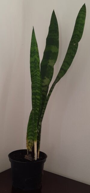 Sanserviera Trifasciata 15cm Pot (Snake Plant) Sanserviera Trifasciata 15cm Pot (Snake Plant)