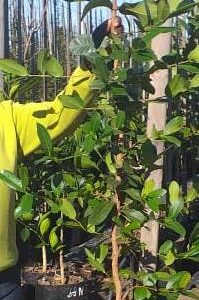 Syzygium Cordatum 20lt Syzygium Cordatum 20lt