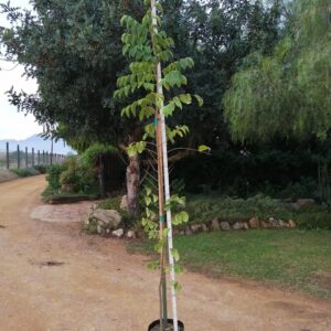 20lt-Celtis-Africana-2.2m.jpg Celtis Africana 20lt (White Stinkwood)
