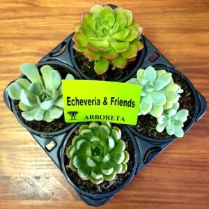 Succulent Combo 4 pack Succulent Combo 4 pack