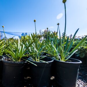 Agapantha-Dwarf-White-17cm_.jpg Agapanthus Drawf White 17cm