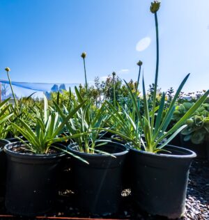 Agapantha-Dwarf-White-17cm_.jpg Agapanthus Drawf White 17cm