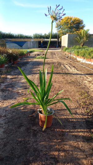 Agapanthus-medium-blue-17cm.jpeg Agapantha Medium Blue 17cm Pot