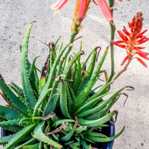 Aloe 'Little Joker' 17cm Aloe 'Little Joker' 17cm