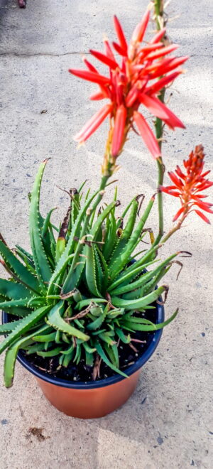 Aloe 'Little Joker' 17cm Aloe 'Little Joker' 17cm