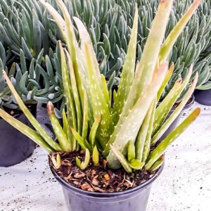 Aloe Vera 15cm Aloe Vera 15cm
