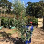 Buddleja Saligna 70lt
