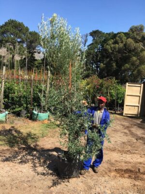 Buddleja Saligna 70lt Buddleja Saligna 70lt