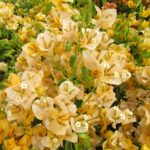 California-gold-1.jpg Arnelia Bougainvillea California Gold 22cm Pot