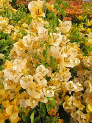 California-gold-1.jpg Arnelia Bougainvillea California Gold 22cm Pot