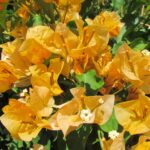California-gold.jpg Arnelia Bougainvillea California Gold 22cm Pot