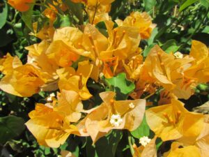 California-gold.jpg Arnelia Bougainvillea California Gold 22cm Pot