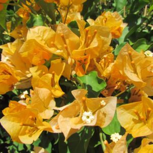 California-gold.jpg Arnelia Bougainvillea California Gold 22cm Pot