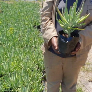 Cotyledon Orbiculata Flanaganii 4lt Cotyledon Orbiculata Flanaganii 4lt