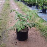 Cyathea australis 10lt