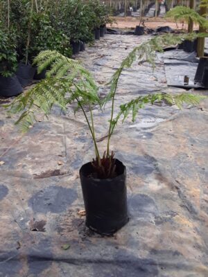 Cyathea Australis Fern 20lt Cyathea Australis Fern 20lt