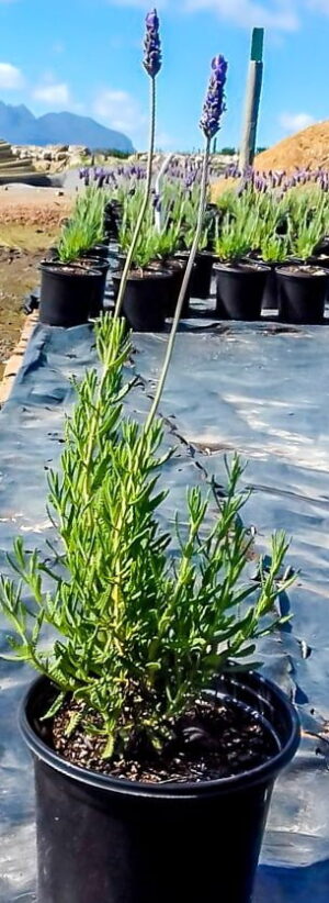 French Lavender Purple 4lt French Lavender Purple 4lt