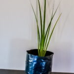 Dietes Bicolor 4lt Dietes Bicolor 4lt
