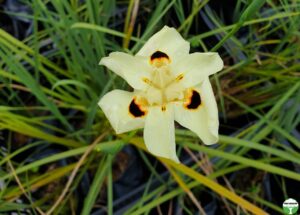Dietes_bicolor_flower__81364.1561540934.jpg Dietes Bicolor 12cm Pot