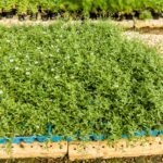 Erigeron 6 Pack