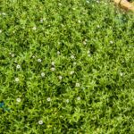 Erigeron 6 Pack