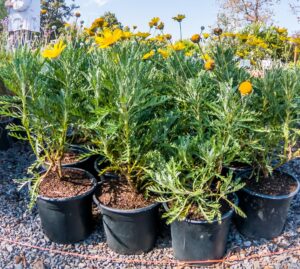 Euryops-Pectinatus-17cm-Resin-Bush_.jpg Euryops Pectinatus 15cm (Golden Daisy Bush)