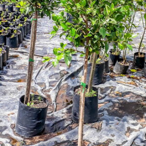 Ficus Nitida 10lt