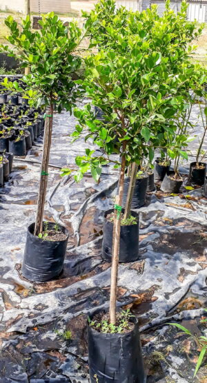 Ficus Nitida 10lt