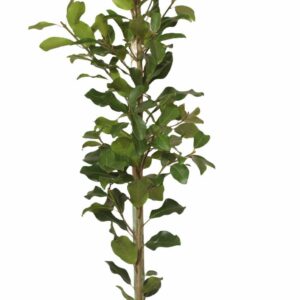 Ficus Natalensis (Natal Fig) 20lt Ficus Natalensis (Natal Fig) 20lt