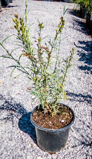 Gomphostigma-Virgatum-17cm.jpg Gomphostigma Virgatum 17cm