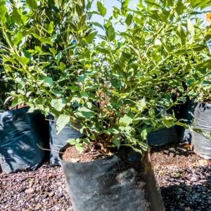 Halleria-Lucida-10lt-2.jpg Halleria Lucida 10lt