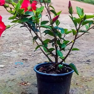 Hibiscus Brilliant Red 23cm Hibiscus Brilliant Red 23cm