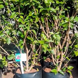 Hisbiscus-red-20lt.jpg Hibiscus Brilliant Red 20lt