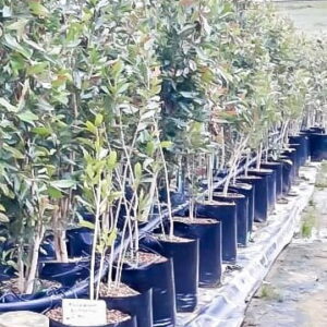 Syzygium Guineense bushy 20lt Syzygium Guineense bushy 20lt