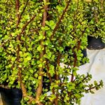 Portulacaria Afra, Spekboom 10lt Portulacaria Afra, Spekboom 10lt