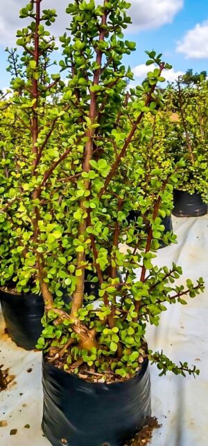 Portulacaria Afra, Spekboom 10lt Portulacaria Afra, Spekboom 10lt