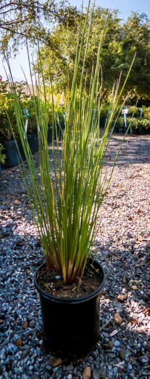 Juncus Krausii 17cm Juncus Krausii 17cm