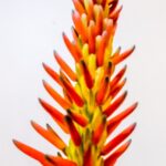 Aloe Arborescens (Krantz Aloe) 10kg