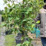 Eureka Lemon Tree 70lt