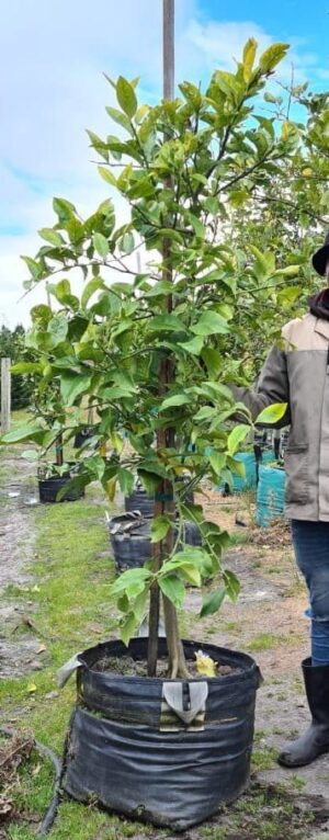 Eureka Lemon Tree 70lt Eureka Lemon Tree 70lt