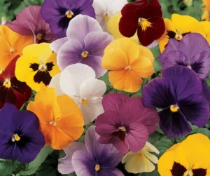 PANSY.webp Pansy Assorted 6 pack